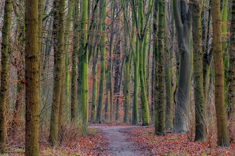 een weg door het bos